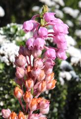 Erica irregularis