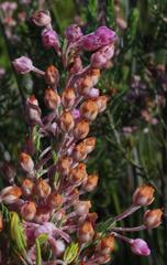 Erica irregularis
