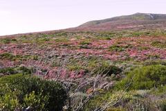 Erica irregularis