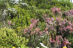 Erica irregularis