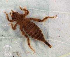 Lestinogomphus angustus