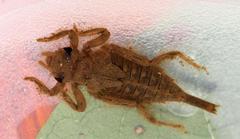 Lestinogomphus angustus