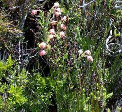 Hermannia concinnifolia