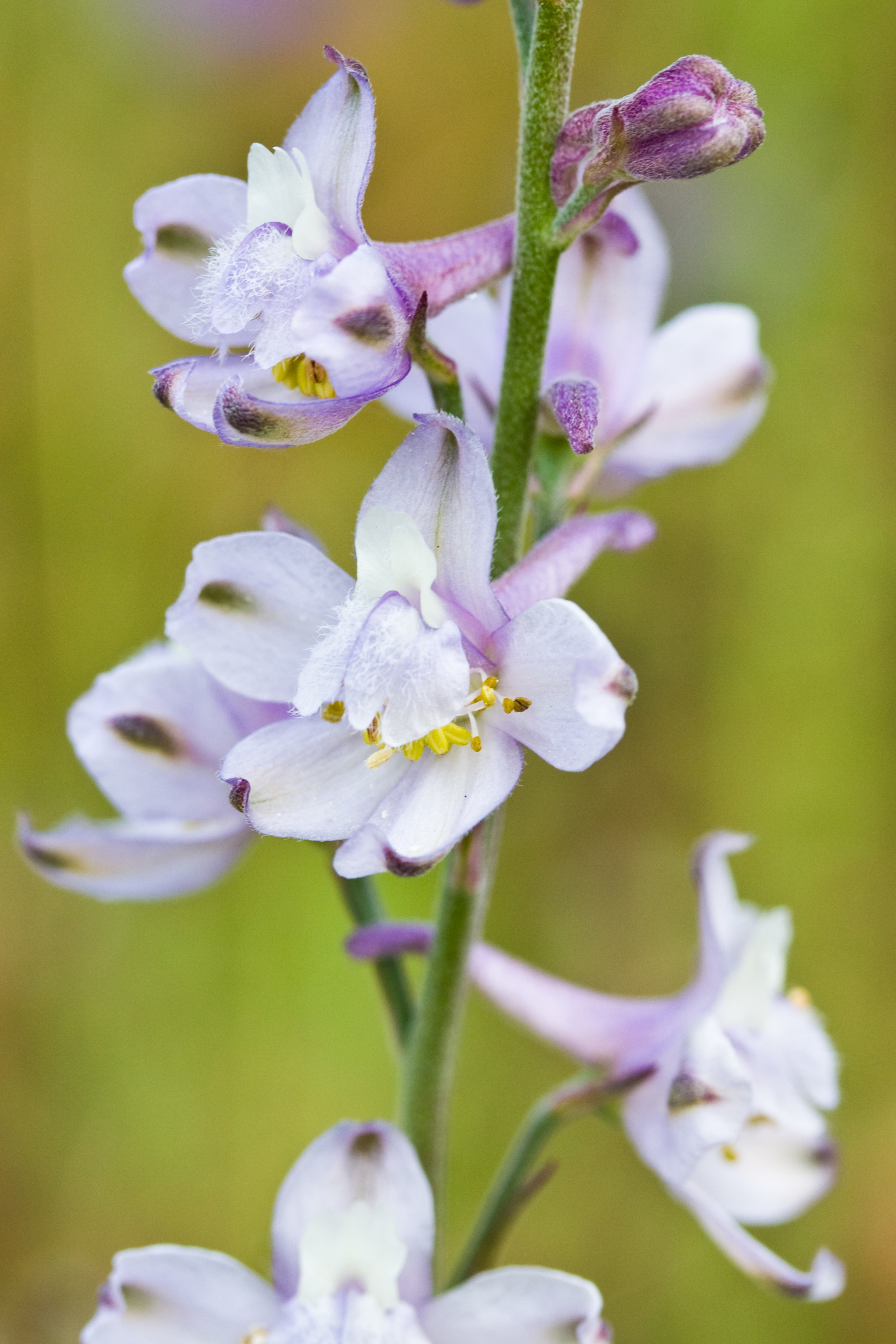 Delphinium hesperium ssp. pallescens