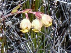 Hermannia concinnifolia