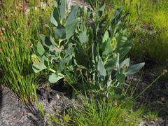 Rafnia elliptica
