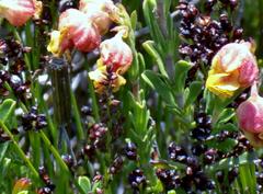 Hermannia concinnifolia