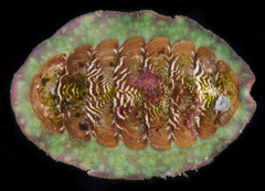 Tonicella insignis