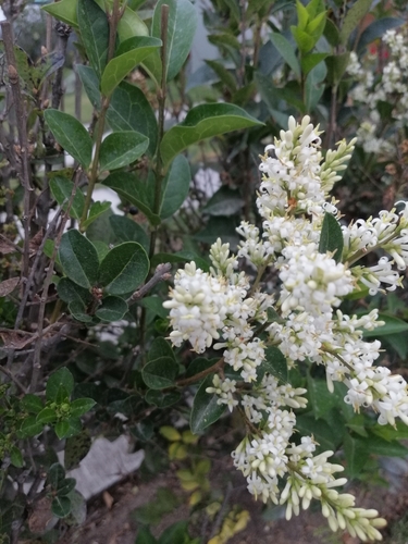 Ligustrum ovalifolium