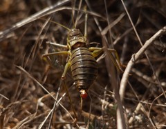Steropleurus pseudolus