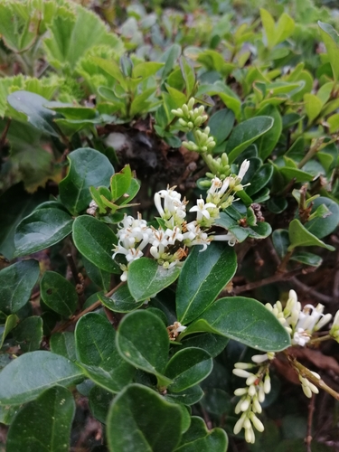 Ligustrum ovalifolium