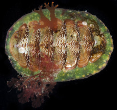 Tonicella insignis