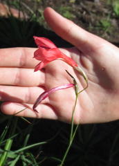 Gladiolus priorii