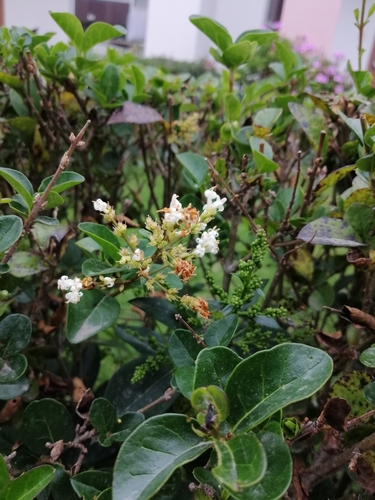 Ligustrum ovalifolium