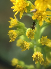 Dolichoderus plagiatus