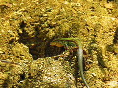 Aspidoscelis parvisocius