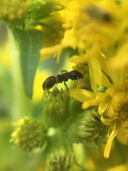 Dolichoderus plagiatus