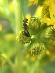 Dolichoderus plagiatus