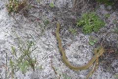 Lycodonomorphus inornatus