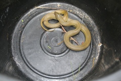 Lycodonomorphus inornatus