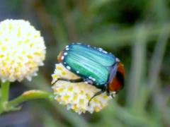Leucocelis haemorrhoidalis