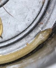 Lycodonomorphus inornatus