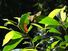 Heteronympha banksii