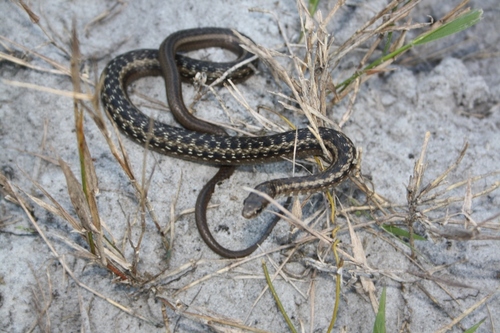 Photo of a Many-spotted Snake (Amplorhinus multimaculatus)