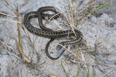 Amplorhinus multimaculatus