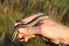 Amplorhinus multimaculatus