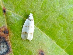 Chezala brachypepla