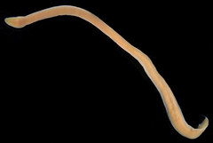Cerebratulus