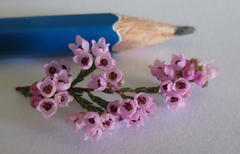 Erica mauritanica