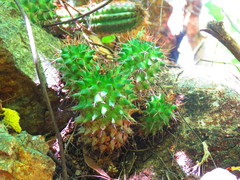 Mammillaria polyedra