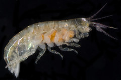 Ptilohyale plumulosus