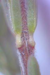 Erica mauritanica