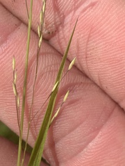 Panicum flexile