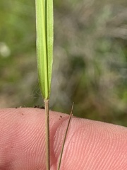 Panicum flexile