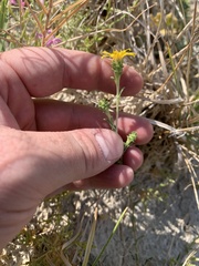 Grindelia fraxinipratensis