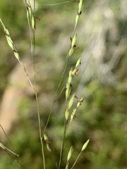 Panicum flexile