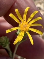 Grindelia fraxinipratensis