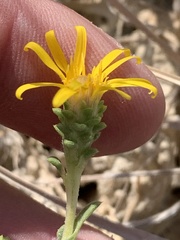 Grindelia fraxinipratensis