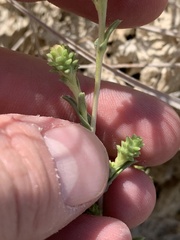 Grindelia fraxinipratensis