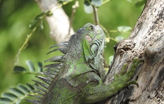 Iguana iguana