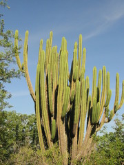 Myrtillocactus schenckii