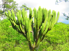 Myrtillocactus schenckii
