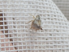 Mistharnophantia