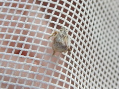 Mistharnophantia