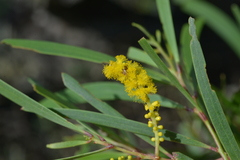 Acacia spirorbis