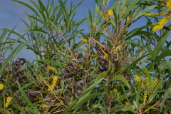 Acacia spirorbis